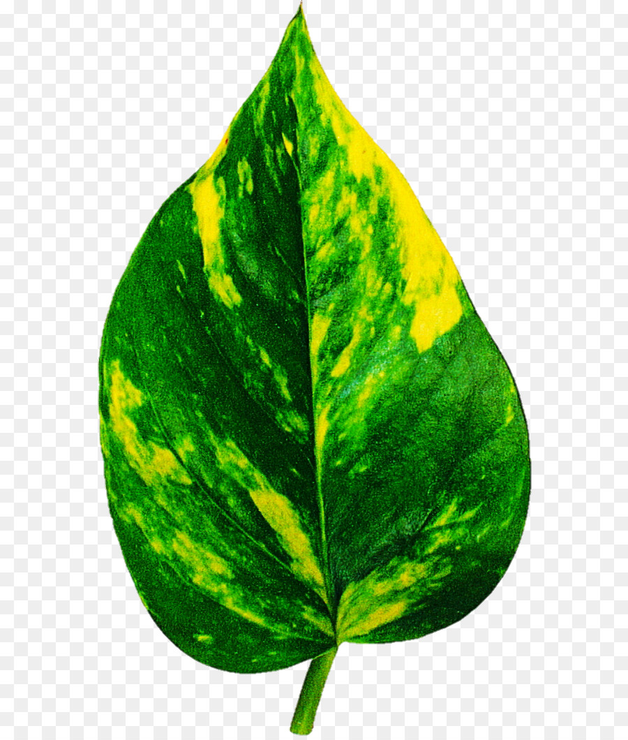 Feuille，Plante D Intérieur PNG