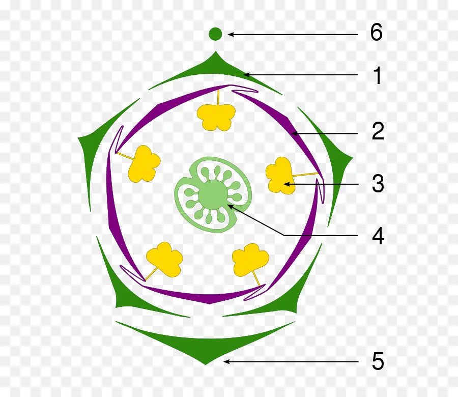 Diagramme Floral，Feuille PNG