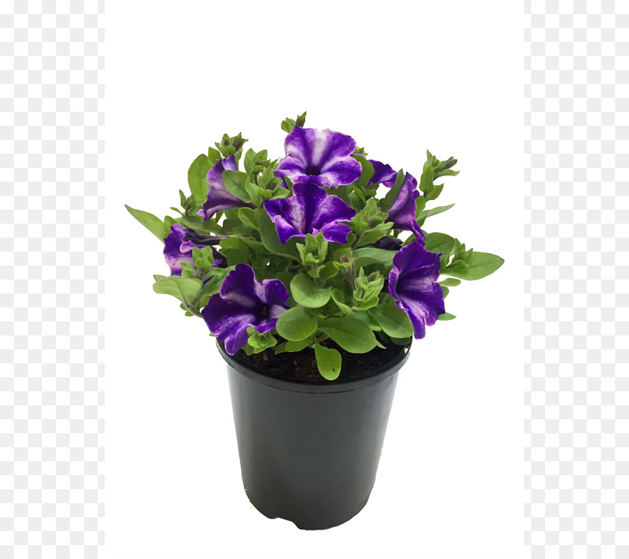 Flowerpot，Les Fleurs Coupées PNG
