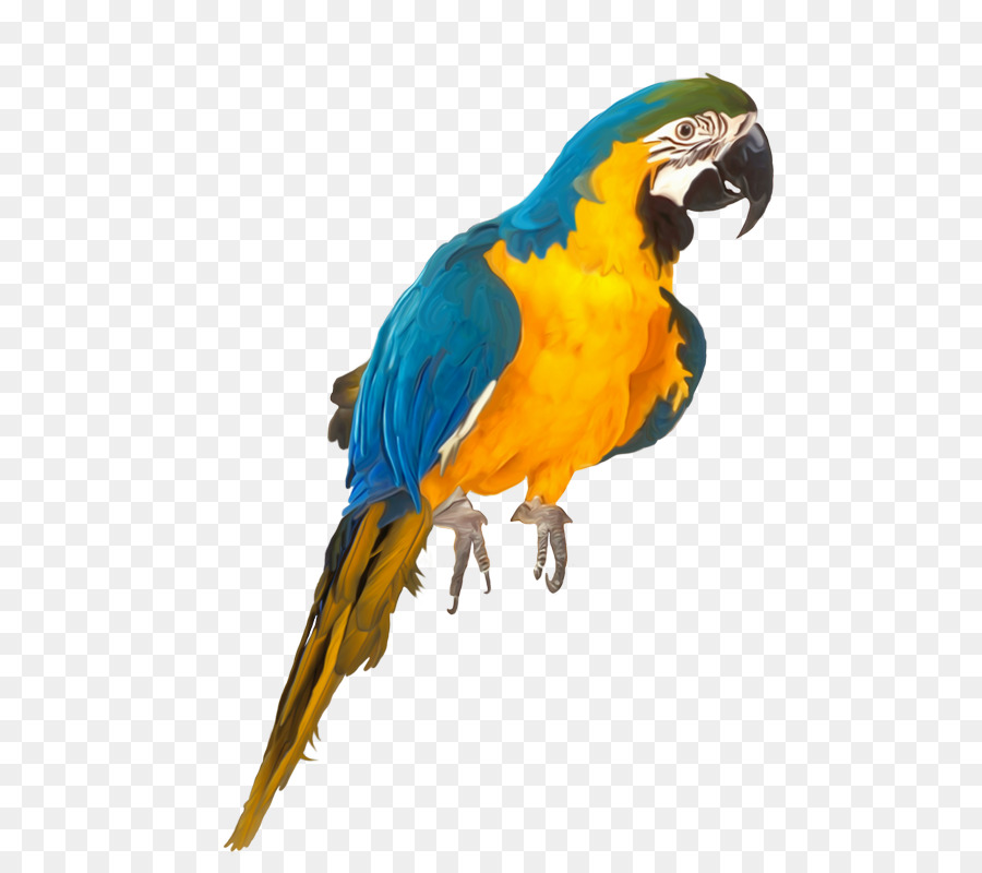 Perroquet，Coloré PNG