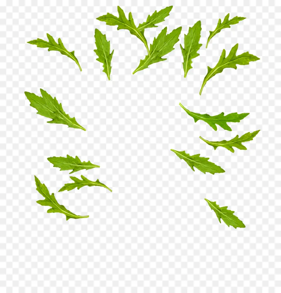 Feuilles Vertes，Roquette PNG