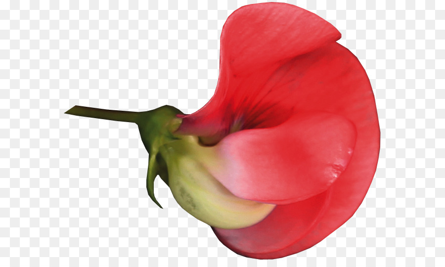 Les Fleurs Coupées，La Famille Rose PNG