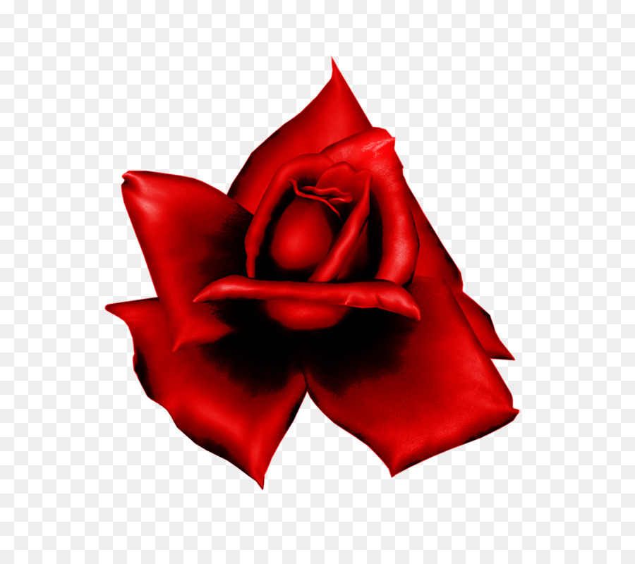 Rose Rouge，Rose PNG