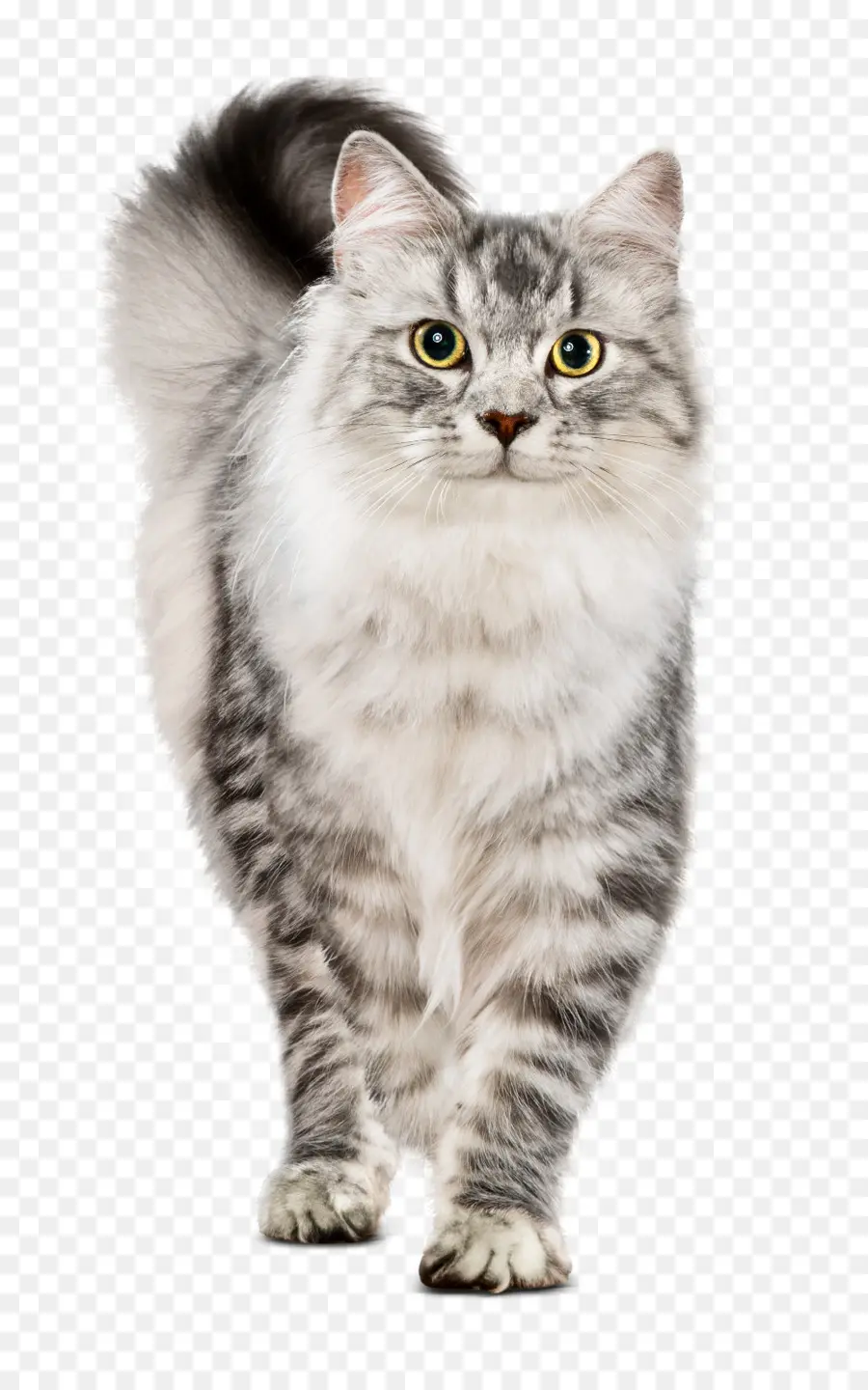 Chat，Animal De Compagnie PNG