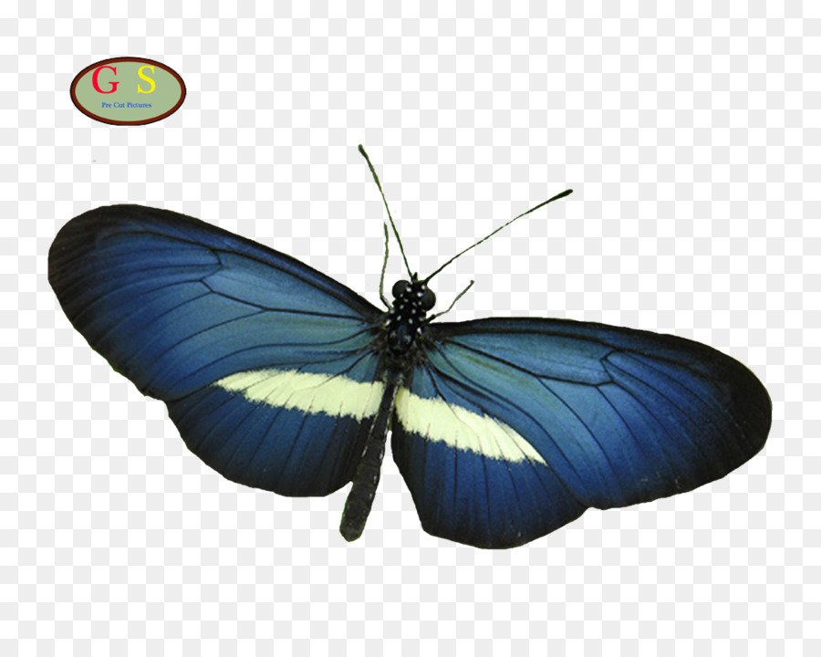 Papillon Coloré，Ailes PNG