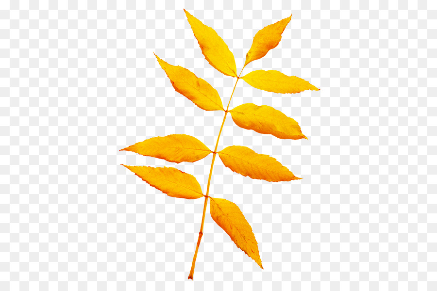 Feuille Jaune，Automne PNG