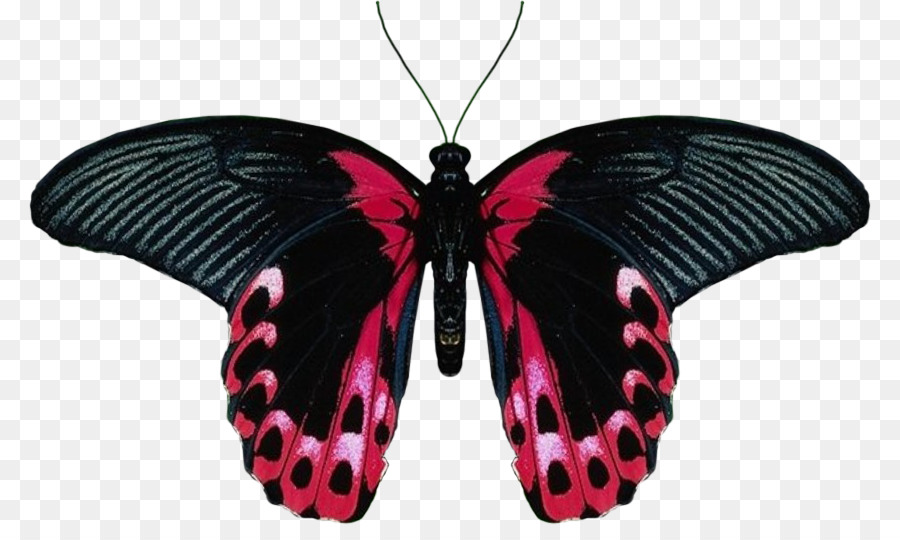 Papillon，Insecte PNG