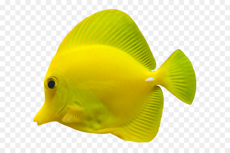 Poisson，Aquatique PNG