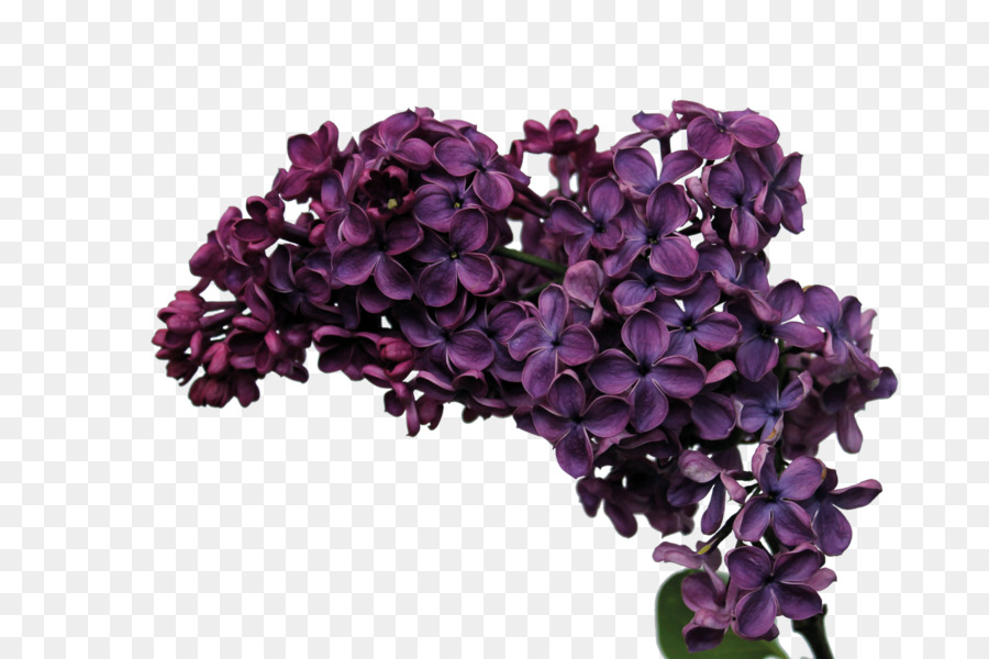 Fleurs Violettes，Lilas PNG