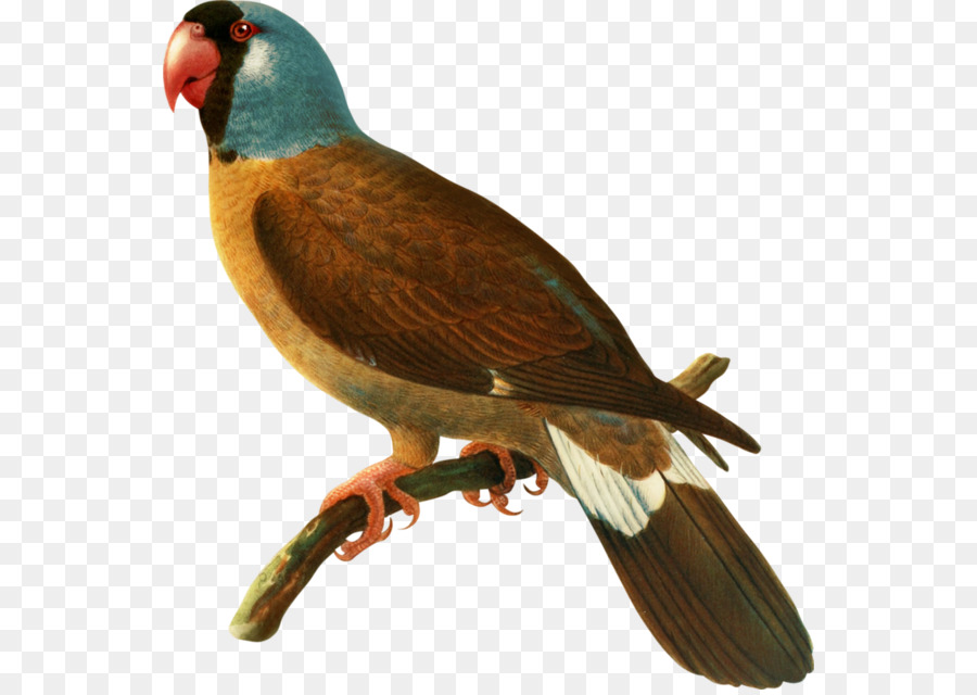 Oiseau，Mascareignes PNG