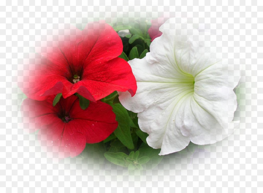 Fleurs，Fleur Rouge PNG