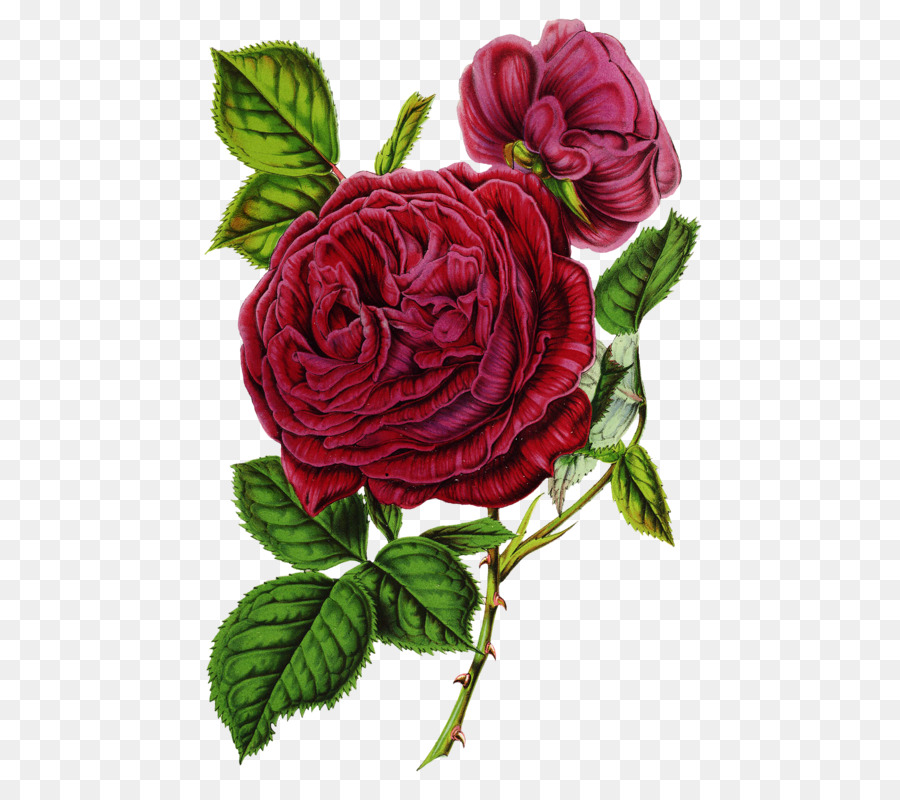 Les Roses De Jardin，L Impression Sur Toile PNG