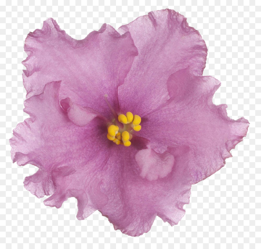 Fleur Violette，Fleurir PNG