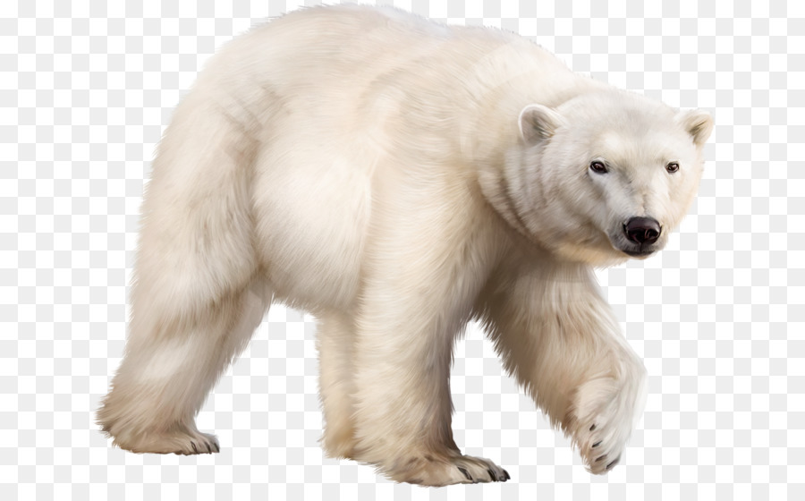 Ours Blanc，Blanc PNG