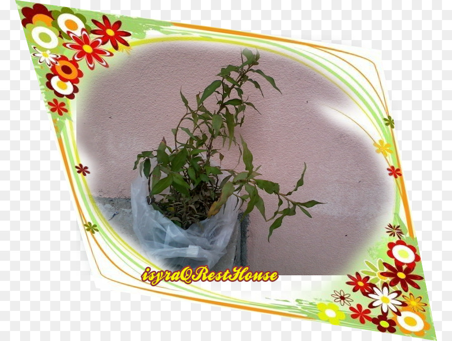 Herbe，Flowerpot PNG
