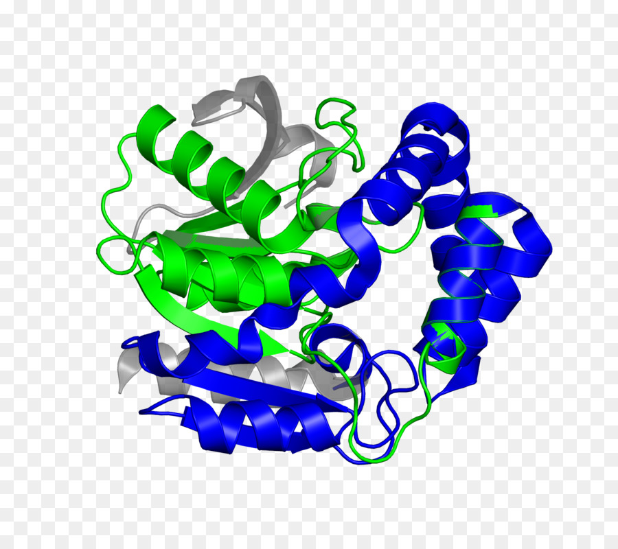Structure Des Protéines，Molécule PNG