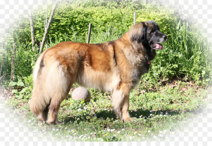 Estrela Chien De Montagne Des，Leonberger PNG