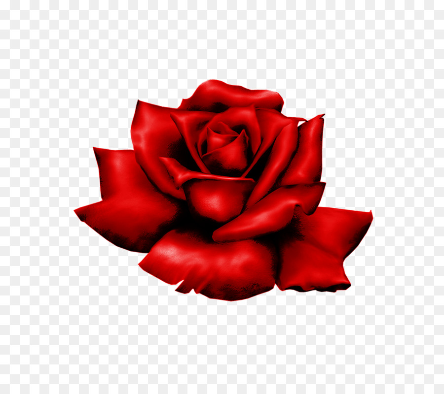 Les Roses De Jardin，Fleur PNG