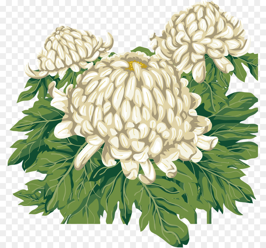 Chrysanthème，Fleurir PNG