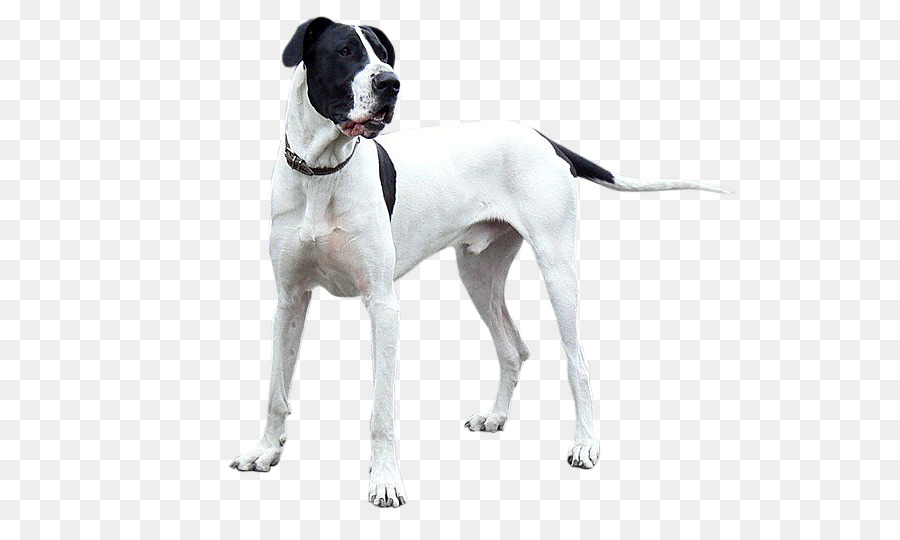 Chien Blanc，Chien PNG