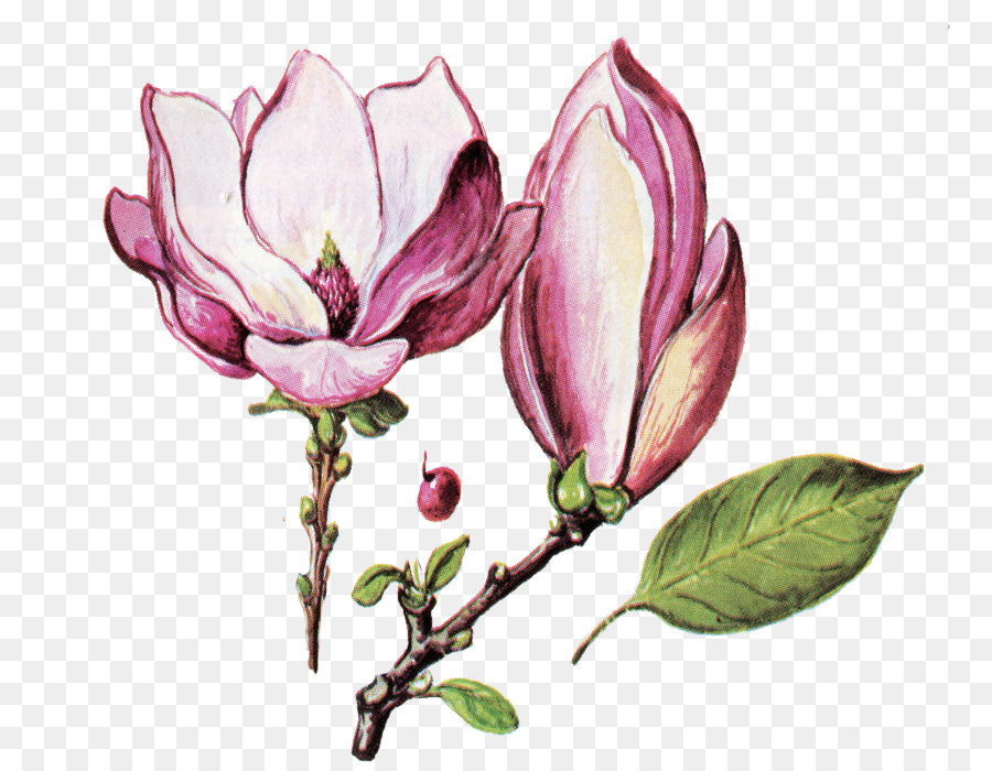 Fleurs De Magnolia，Fleurs PNG