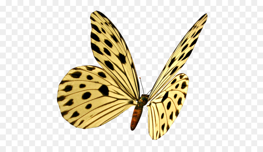 Papillon De Nuit，Papillon PNG