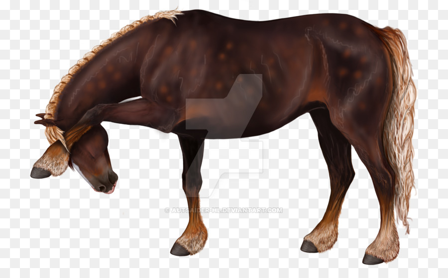 Cheval Brun，Poulain PNG