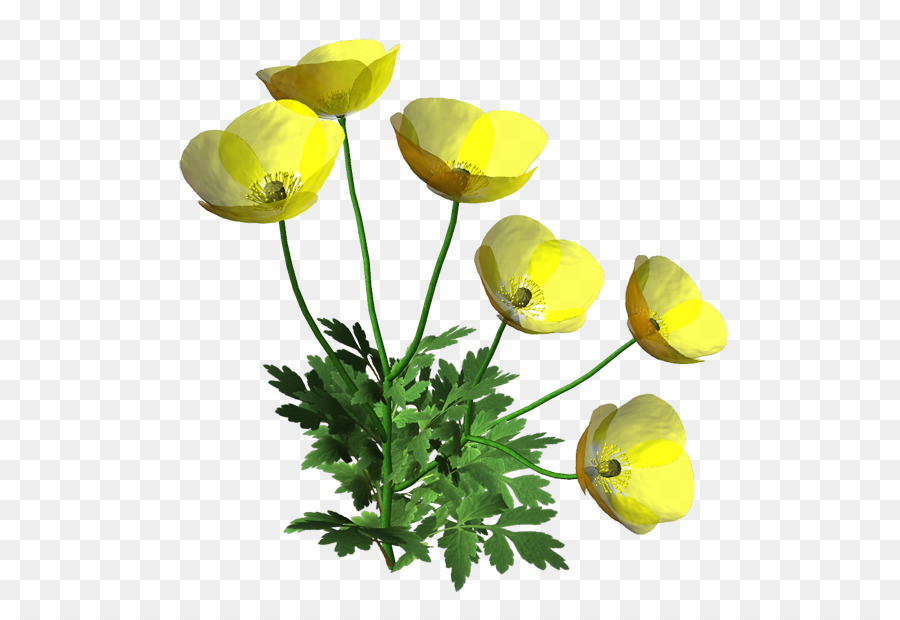 Fleur，Les Fleurs Coupées PNG