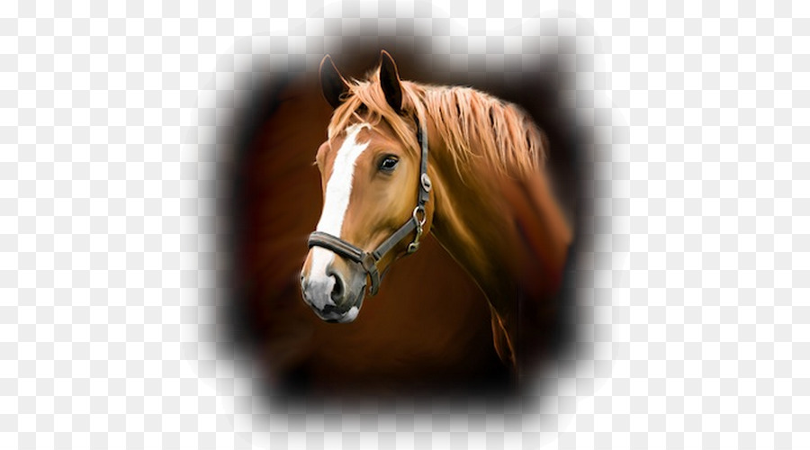 Cheval，Stable PNG