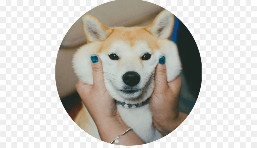 Le Shiba Inu，Chiot PNG