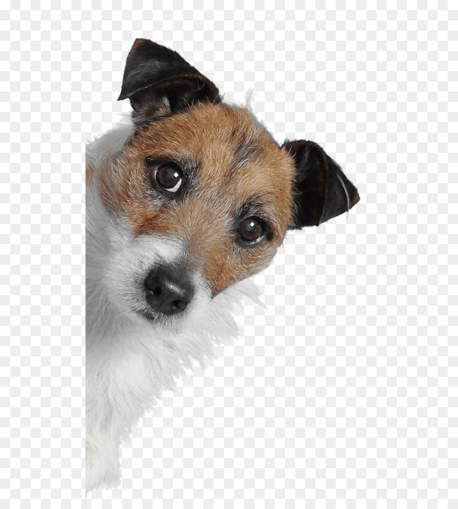 Terrier De Jack Russell，Conception Web Réactive PNG