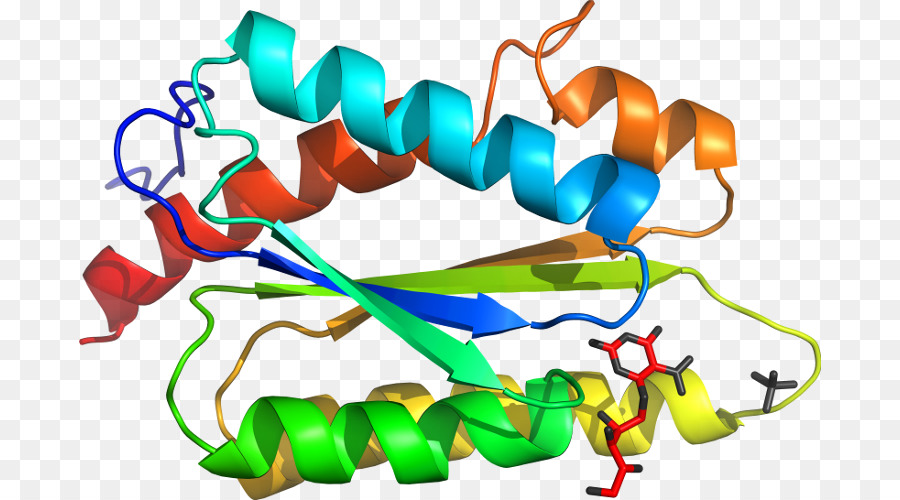 Structure Des Protéines，Biologie PNG