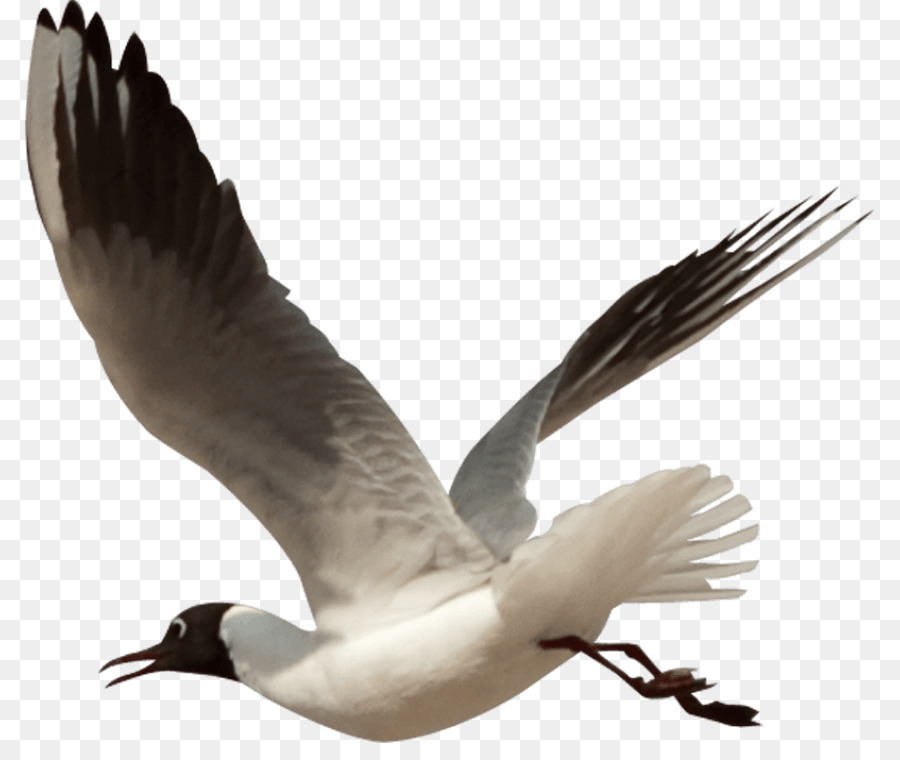 Oiseau，Oie PNG