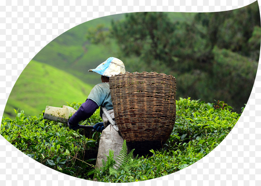 Cameron Highlands，Parc D État De PNG