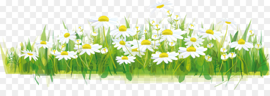 Marguerites，Fleurs PNG