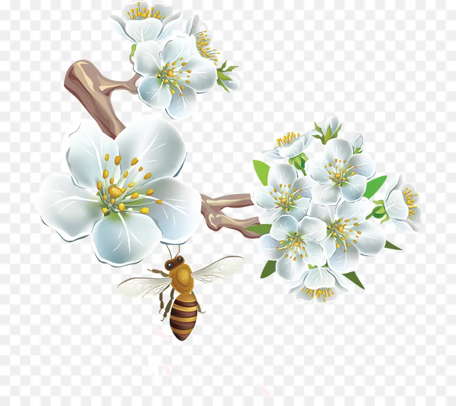 Fleurs Blanches Et Abeille，Abeille PNG