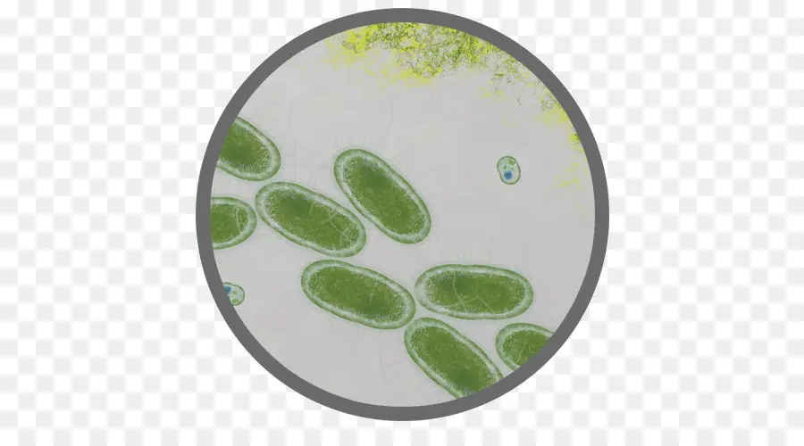 Bactéries，Microscope PNG