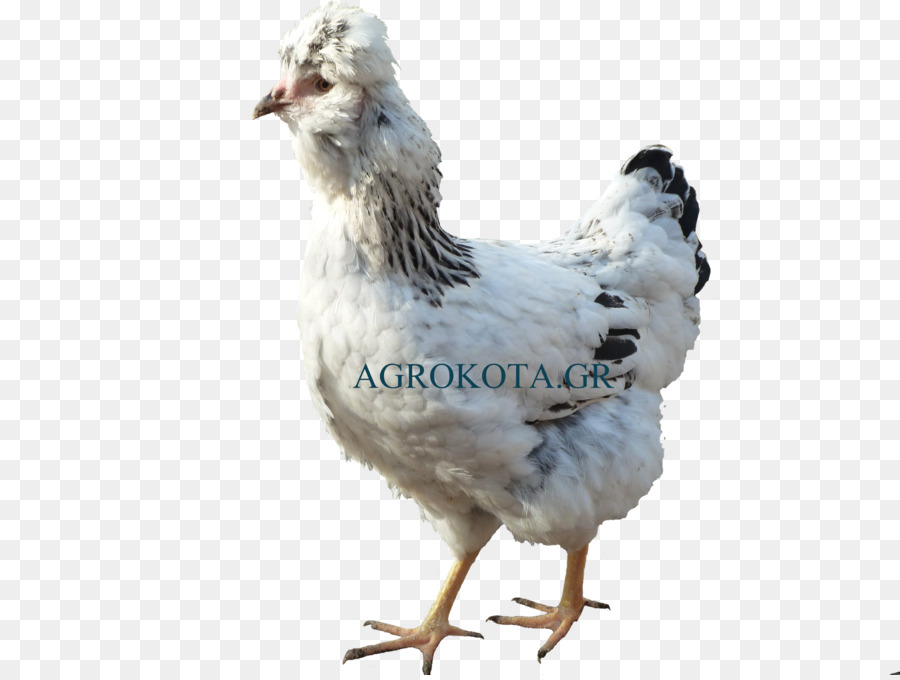 Coq，Australorp PNG