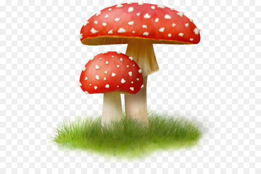 Champignons，Agaric PNG