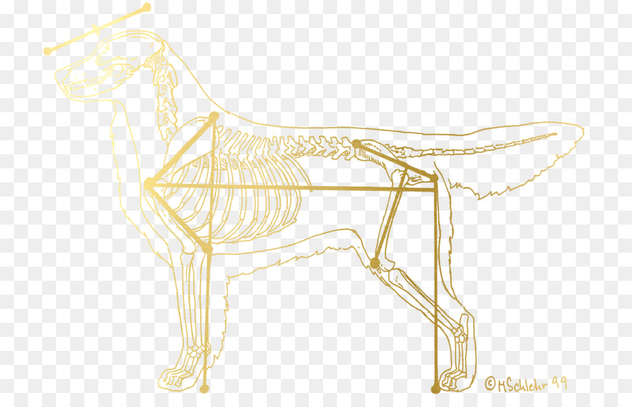 Golden Retriever，Animal De Compagnie PNG