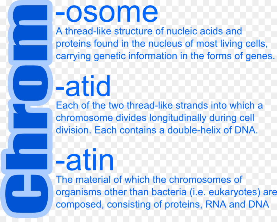 Chromosome，Génétique PNG