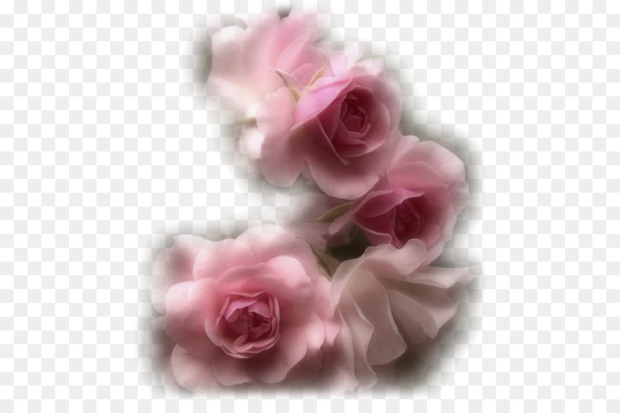 Roses Roses，Fleurir PNG