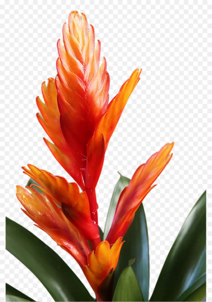 Bromelia，Fleur PNG