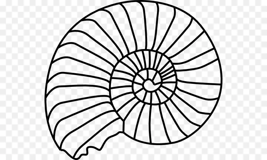 Coquillage，Spirale PNG