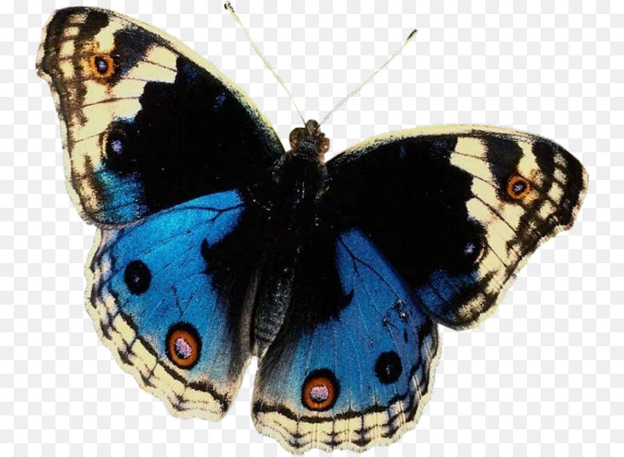 Papillon Noir，Ailes PNG