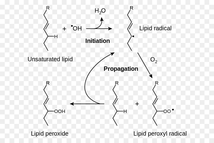 Peroxydation Lipidique，Radicaux PNG