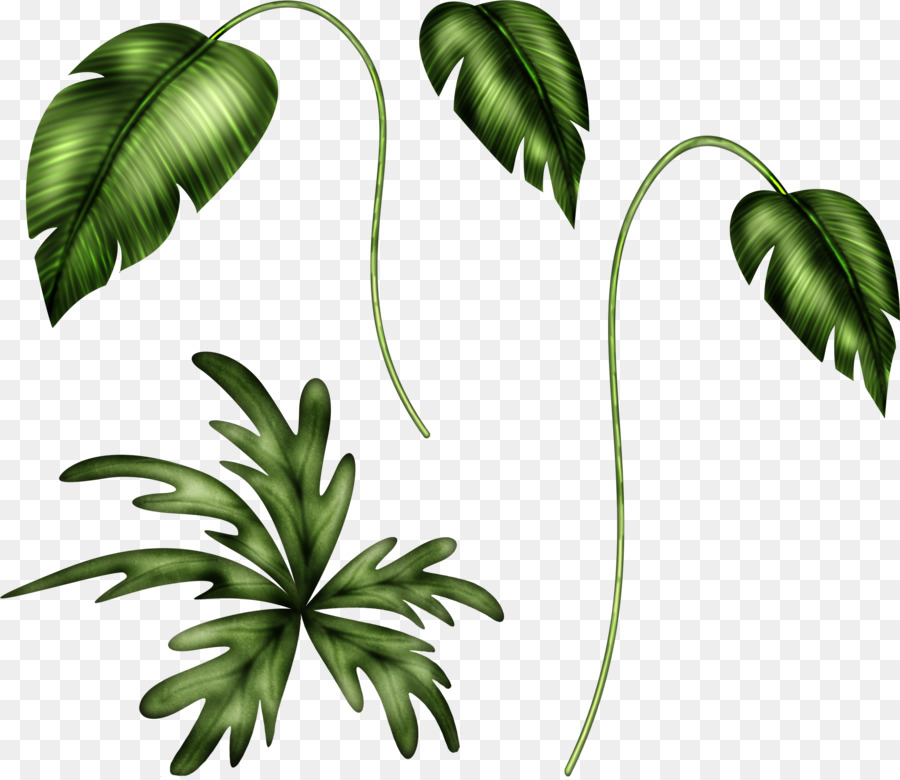 Plante Verte，Feuilles PNG