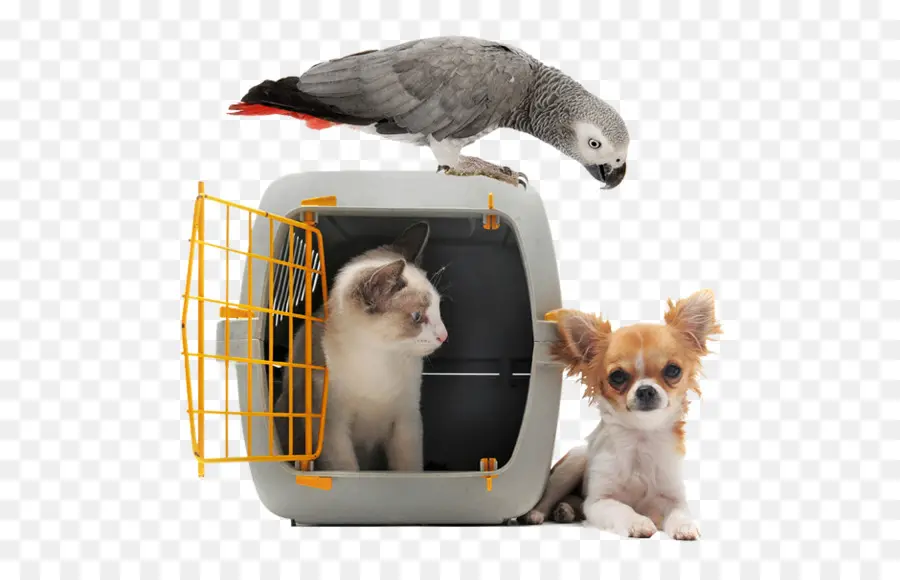 Transporteur D'animaux，Chat PNG