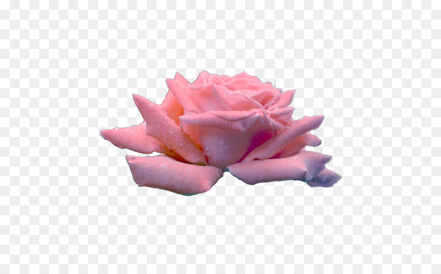 Les Roses De Jardin，Chou Rose PNG