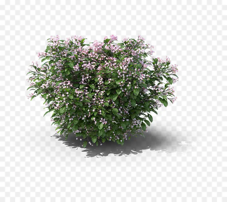 Buisson à Fleurs，Floraison PNG